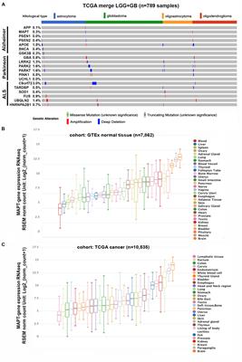 Novel Functions of the Neurodegenerative-Related Gene Tau in Cancer